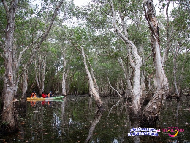 พายคายัค ปั่นจักรยาน ชมป่าเสม็ดพันปี ที่สวนพฤกษศาสตร์ระยอง