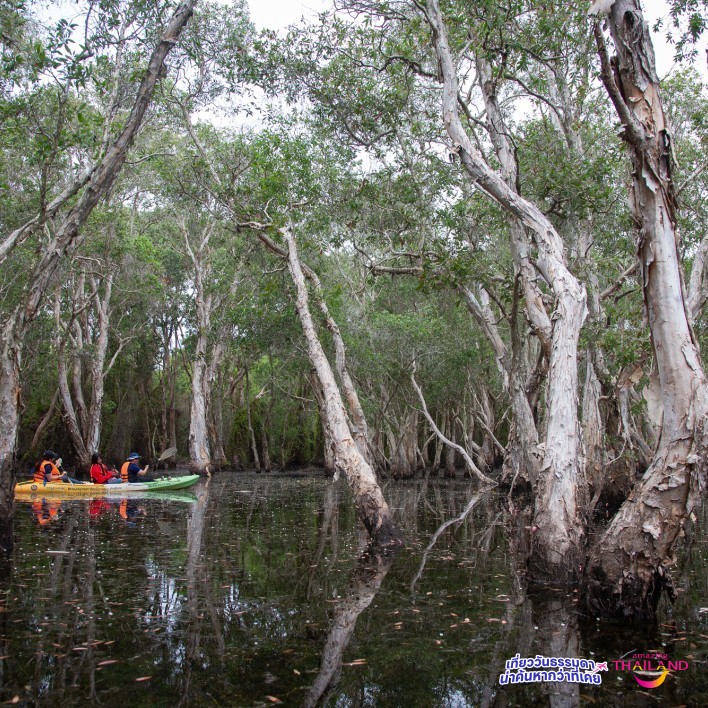 พายคายัค ปั่นจักรยาน ชมป่าเสม็ดพันปี ที่สวนพฤกษศาสตร์ระยอง