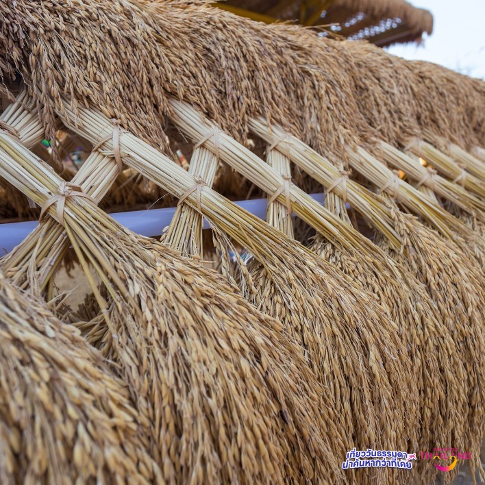 ประเพณีบุญบายศรีสู่ขวัญข้าวคุนลาน สืบสานตำนานพระแม่โพสพ