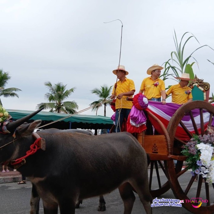 งานประเพณีวิ่งควายจ.ชลบุรี ประจำปี2568
