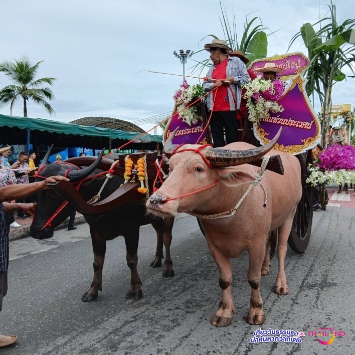 งานประเพณีวิ่งควายจ.ชลบุรี ประจำปี2568