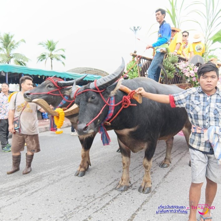งานประเพณีวิ่งควายจ.ชลบุรี ประจำปี2568